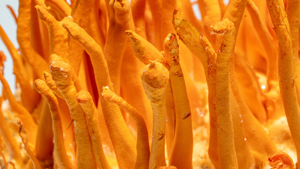 Cordyceps militaris Vitalpilz Extrakt Kapseln